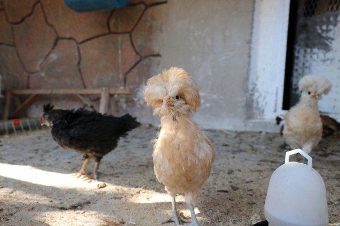 Çay bahçesinde süs tavuğu ve horozu besliyor