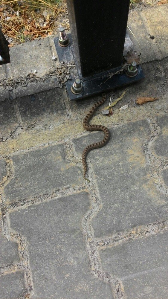 Küre Dağları Milli Parkı’nda yeni Kafkas burunlu engerek yılanı türü tespit edildi