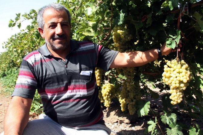 Elazığ’da en ‘hoş üzüm’ hasadı