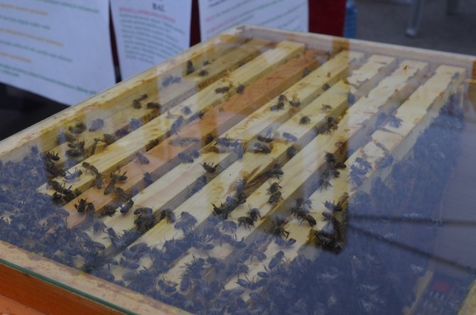 Iğdır’da Bal ve Yöresel Ürünler Fuarı