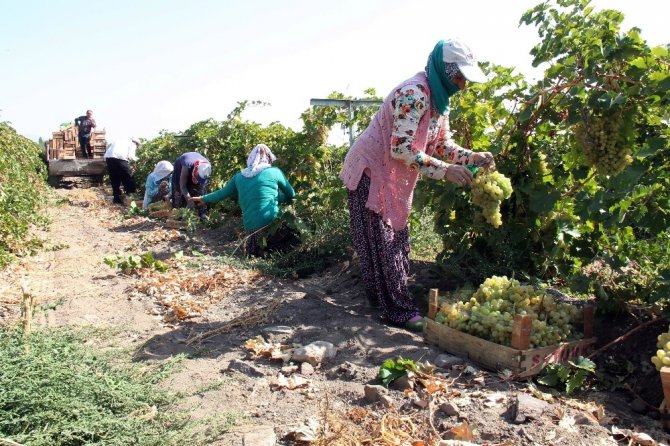 Elazığ’da en ‘hoş üzüm’ hasadı