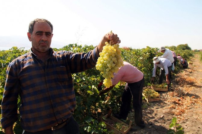 Elazığ’da en ‘hoş üzüm’ hasadı