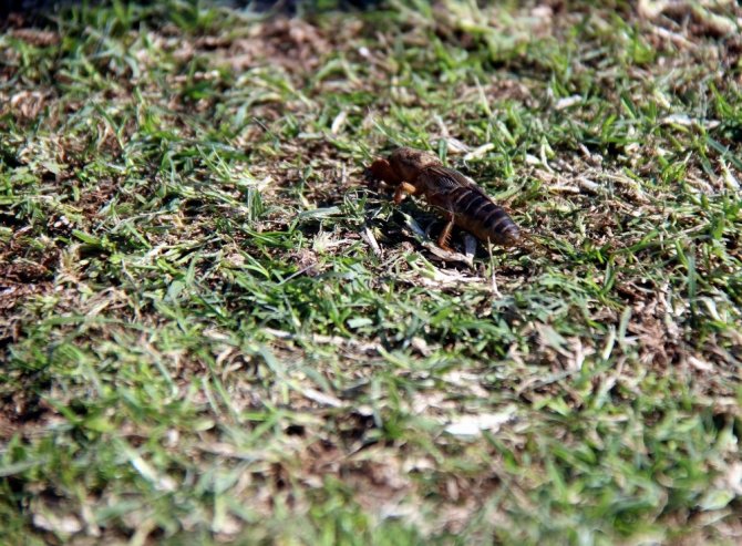 Samsunspor tesislerini dev “danaburnu” böcekleri bastı