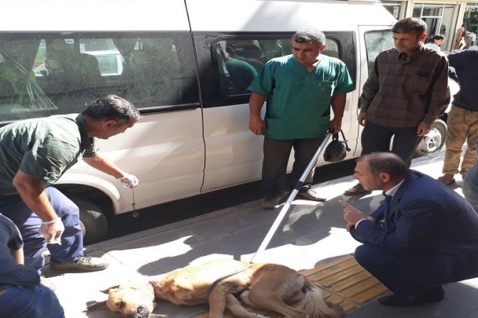 Bismil Belediyesi sokak köpeklerine sahip çıkıyor