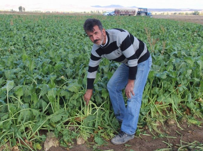 Sivas’ta şeker pancarı hasadı başladı