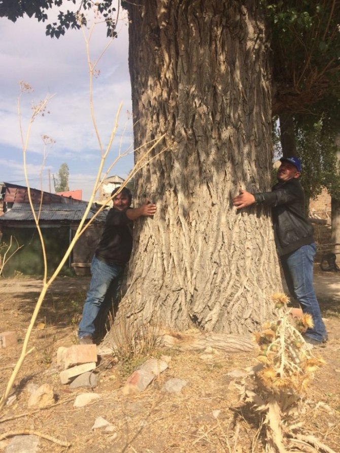300 yıllık kavak ağacı görenleri şaşırtıyor