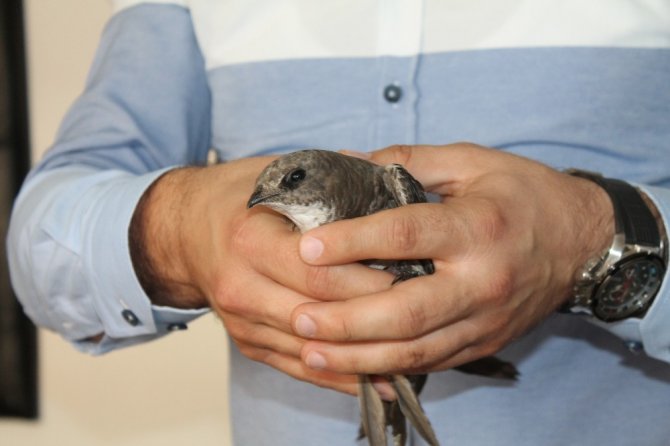 (Özel haber ) Güngören’de yaralı ebabil kuşu bulundu