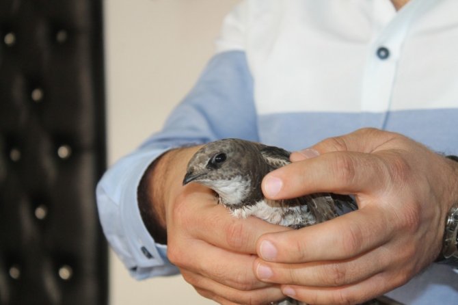 (Özel haber ) Güngören’de yaralı ebabil kuşu bulundu