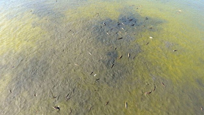 Sinop’ta balık ölümleri devam ediyor
