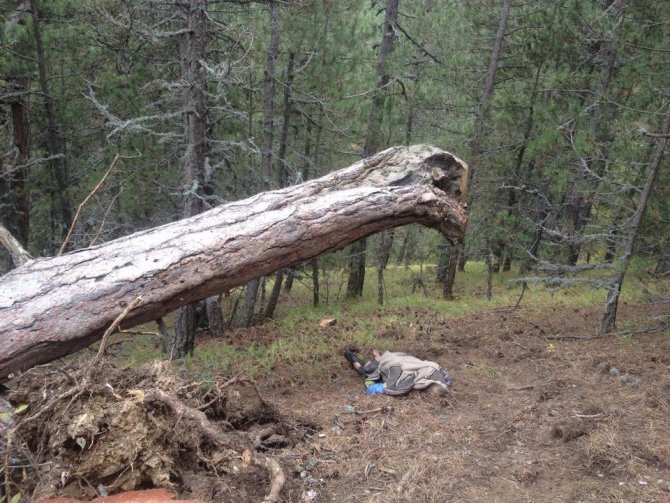 Tosya’da kestiği ağaç üstüne düşen adam öldü