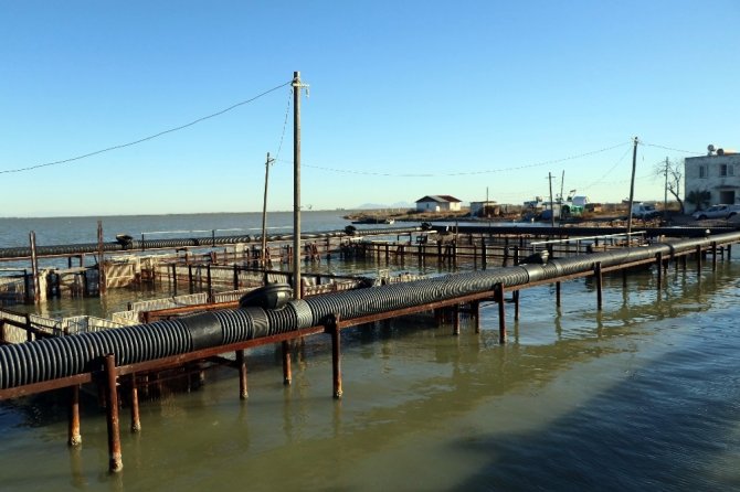 Yumurtalı kefal, levrek ve çipuralar denize bırakıldı