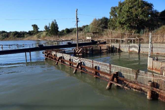 Yumurtalı kefal, levrek ve çipuralar denize bırakıldı