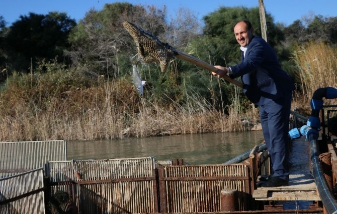 Yumurtalı kefal, levrek ve çipuralar denize bırakıldı