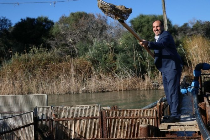 Yumurtalı kefal, levrek ve çipuralar denize bırakıldı