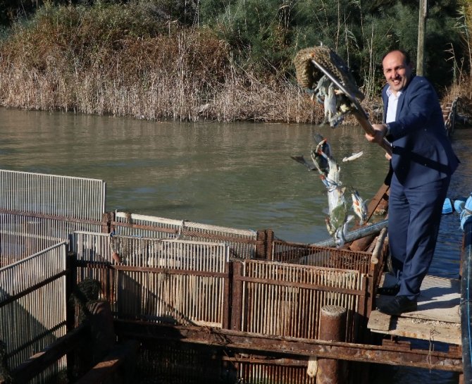 Yumurtalı kefal, levrek ve çipuralar denize bırakıldı