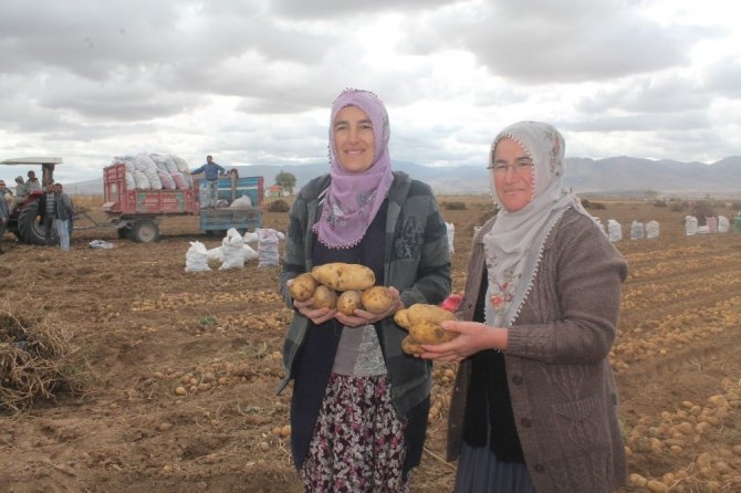 ’Kadın Elinde Yerli Patates’ projesinde hasat yapıldı