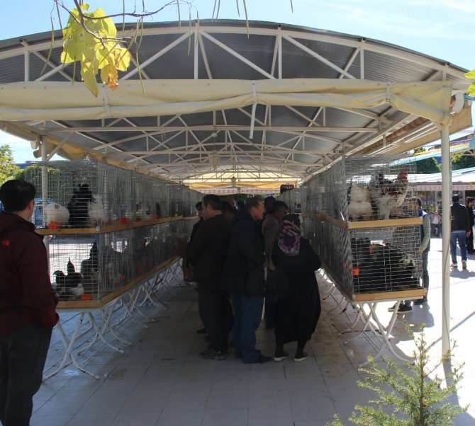 Altın yumurtlayan dernek