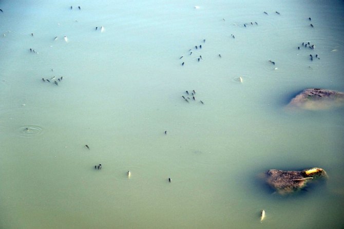 Dicle’de toplu balık ölümleri