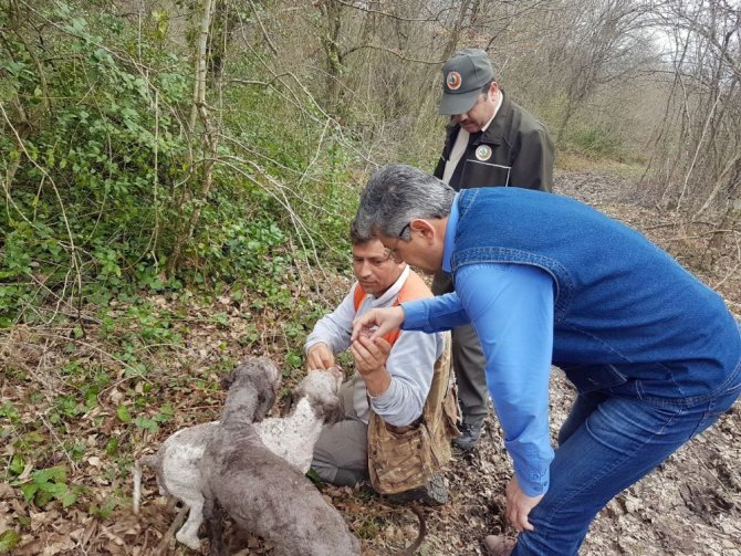Trüf mantarını köpekler buluyor, kilosu 3 bin Euro’dan alıcı buluyor