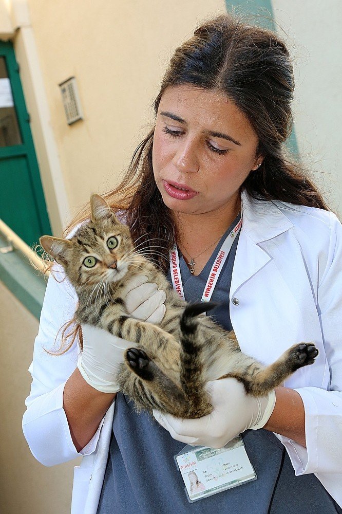 Ataşehir’de hayvanlar tek tek aşılanıyor