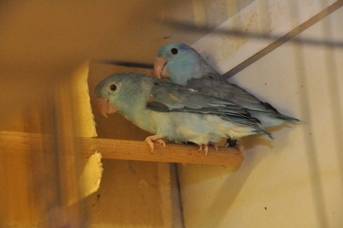 En iyi dostu hayvanlar