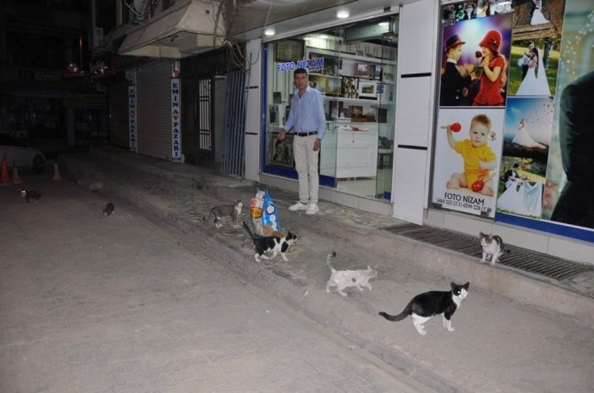 Siirt’te sokak hayvanları unutulmadı