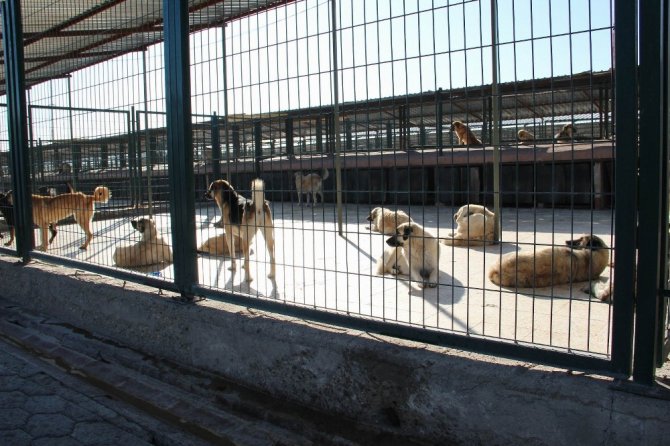 Hayvan barınağında 408 sahipsiz köpek tedavi edildi
