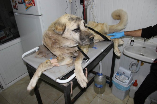Açlıktan ölmek üzere olan Kangal cinsi köpeğe yardım eli