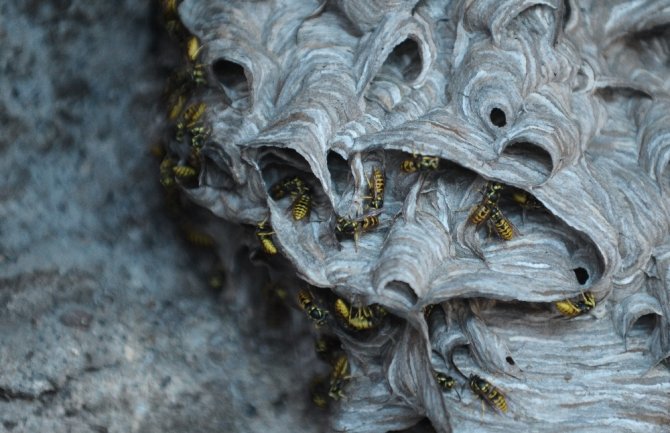 7 kişilik aile arıların istilasına uğradı