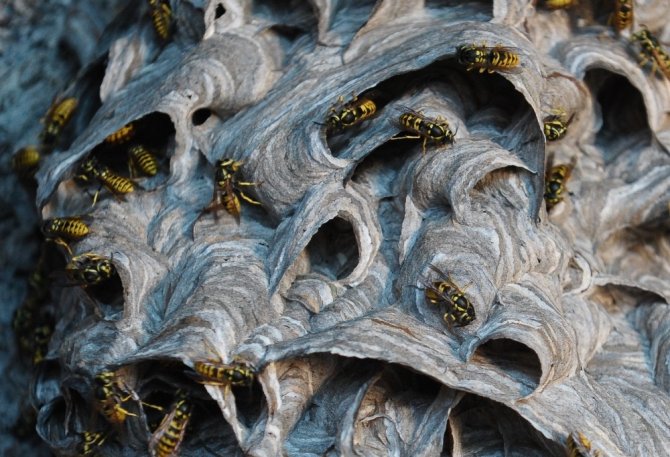 7 kişilik aile arıların istilasına uğradı