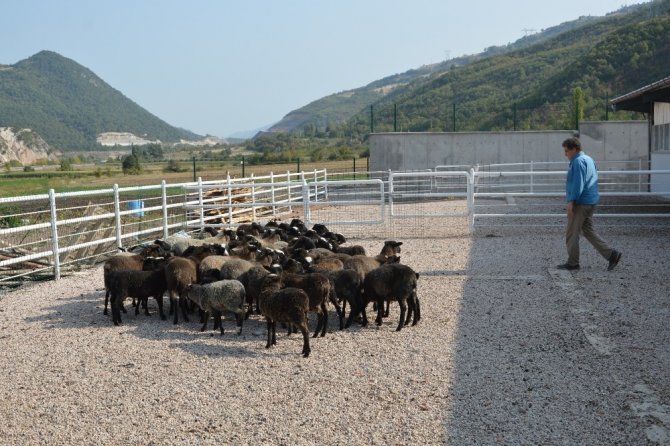 Ukrayna’dan getirdiği koyunlar yılda 8 yavru veriyor