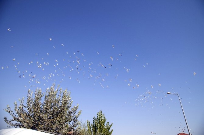 500 güvercin, dostluk için havalandı