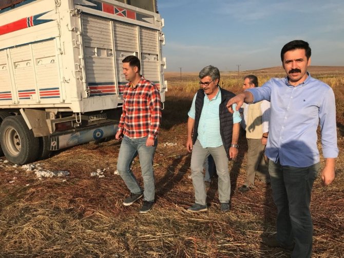 Başkan Gülenç, pamuk hasadını inceledi
