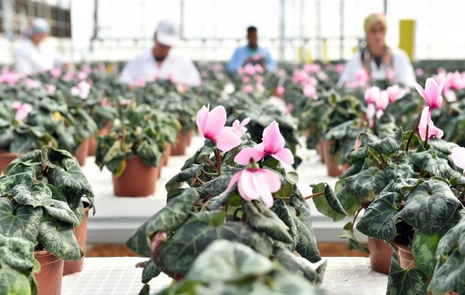Çiçek ihracatında yüzde 49’luk pay sahibi Hollanda ile ortak proje
