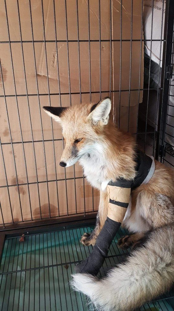Ayağı kırılan Kızıl Tilki’ye plak takılarak tedavi altına alındı