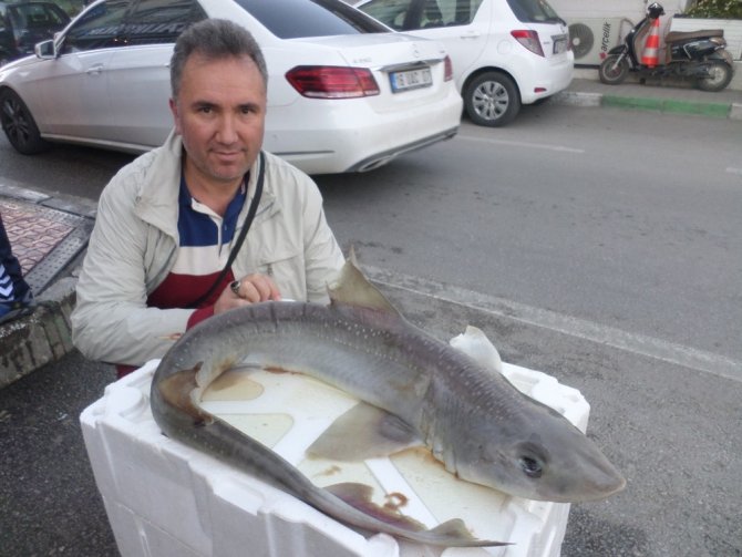 Marmara Denizi’nde yavru köpek balığı yakalandı