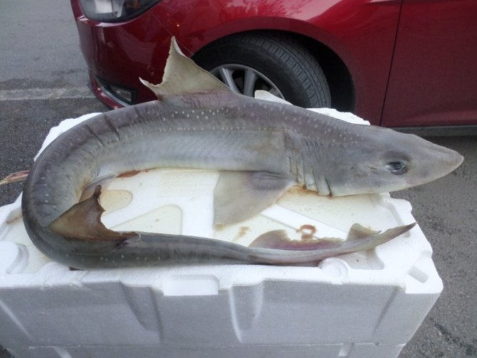 Marmara Denizi’nde yavru köpek balığı yakalandı