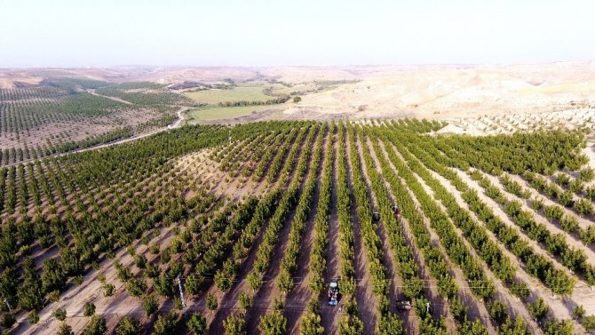 Türkiye’nin en büyük ceviz bahçesinde hasat mevsimi