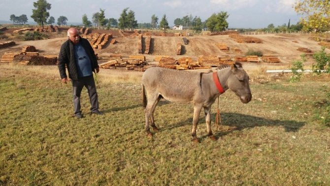 Eşekli muhtar eşeğini yeniledi