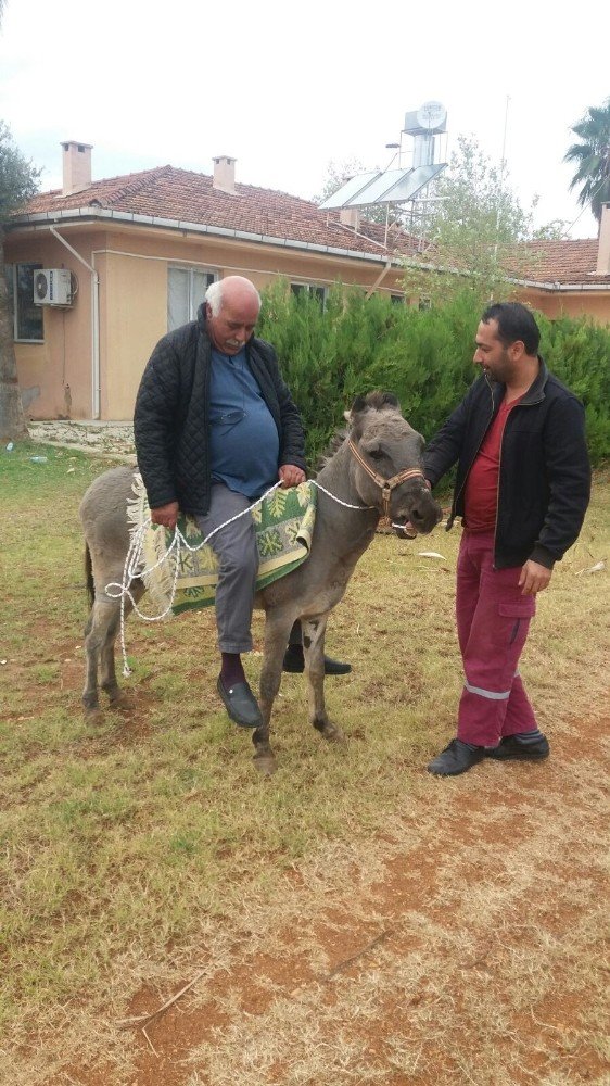 Eşekli muhtar eşeğini yeniledi