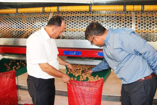 Türkiye’nin en büyük ceviz bahçesinde hasat mevsimi