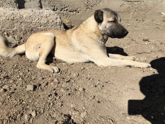 Avcılar tarafından vurulan Kangal köpeği ameliyat edildi