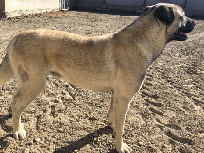 Avcılar tarafından vurulan Kangal köpeği ameliyat edildi