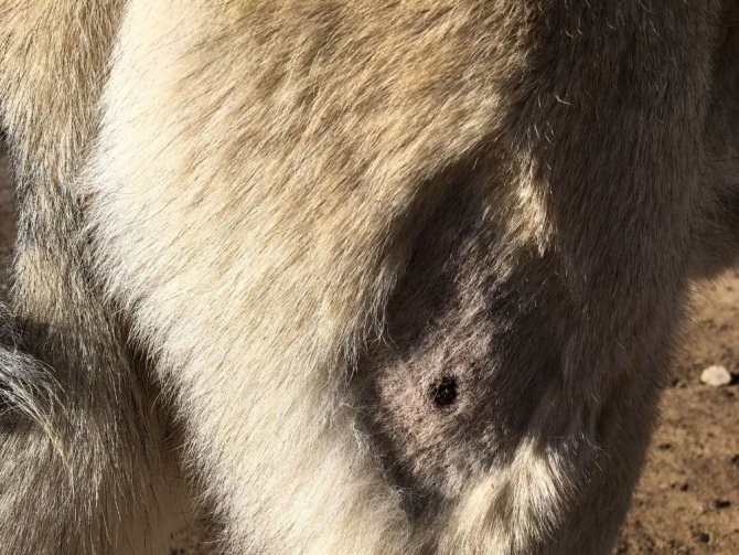 Avcılar tarafından vurulan Kangal köpeği ameliyat edildi