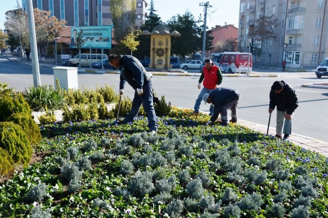 Aksaray Belediyesi kışlık çiçek ekiyor