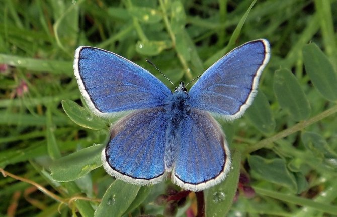 "Saimbeyli Mavisi" Tarım Fuarı’nda kanat çırpacak
