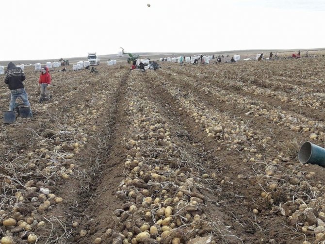 Patates hasadını bitiren işçilerin kovaları fırlatma anını yansıtan fotoğraf fenomen oldu