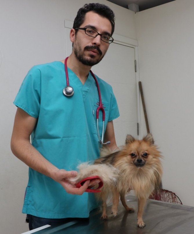 Hayvanlarda mevsime bağlı tüy dökülmelerine dikkat