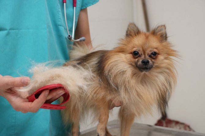 Hayvanlarda mevsime bağlı tüy dökülmelerine dikkat