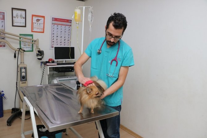 Hayvanlarda mevsime bağlı tüy dökülmelerine dikkat